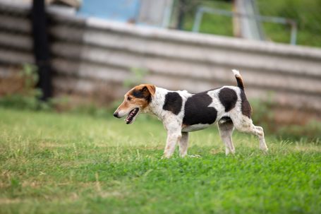 Jack, 7 éves, 42 cm magas, Jack Russell-terrier kan