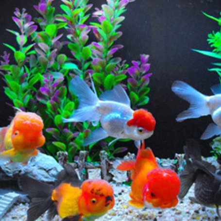 X3-A LED fehér fényű világítótest kisebb akváriumokhoz