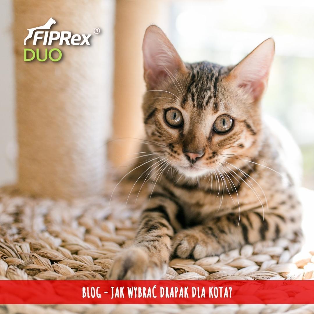 Fiprex Duo picături soluție antiparazitară pentru pisici și dihori