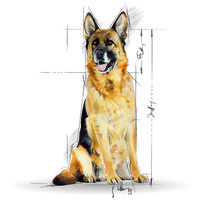 Royal Canin Maxi Ageing 8+ | Nagytestű idős kutya száraz táp #12