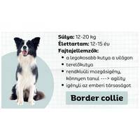 Border collie, a rekorder - Okosabb, mint egy ötödikes?