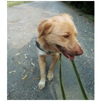 Wall-e, két éves, kan #6