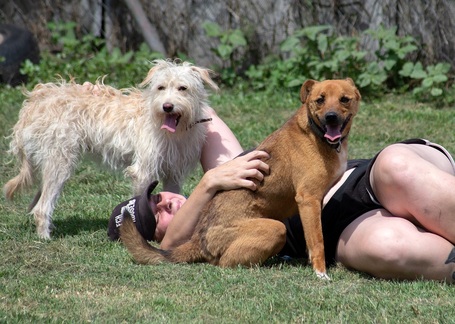 Aranyka, ivartalanított szuka kutyus