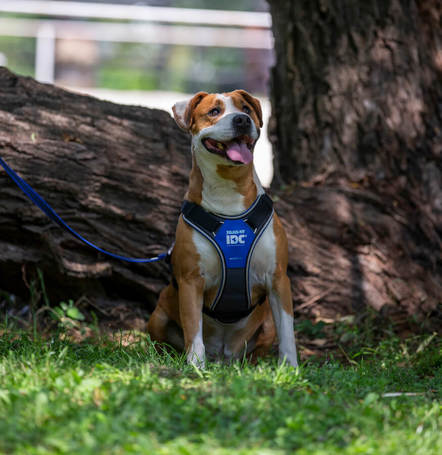 Hádész, 9 éves, 50 cm magas, kan