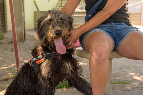 Kócos, 1 éves, kan