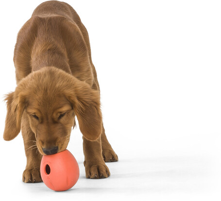 West Paw Rumbl - Jutalomfalattal tölthető labda