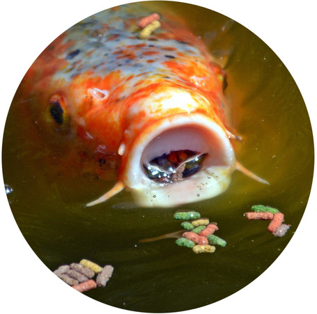 Haltáp kerti tavi halaknak