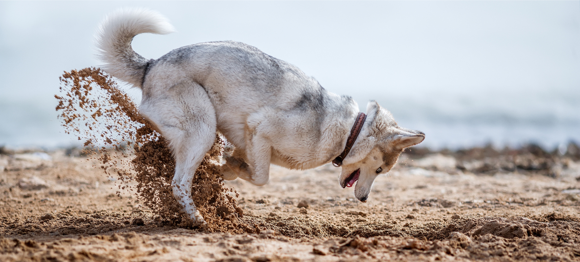 A husky szeret ásni