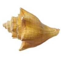 Nagy méretű csigaház, kagyló #4