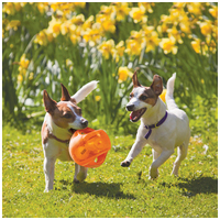 Kong Jumbler Ball #4