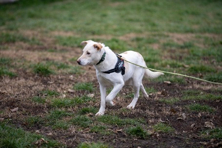 Odett, árva leány kutya