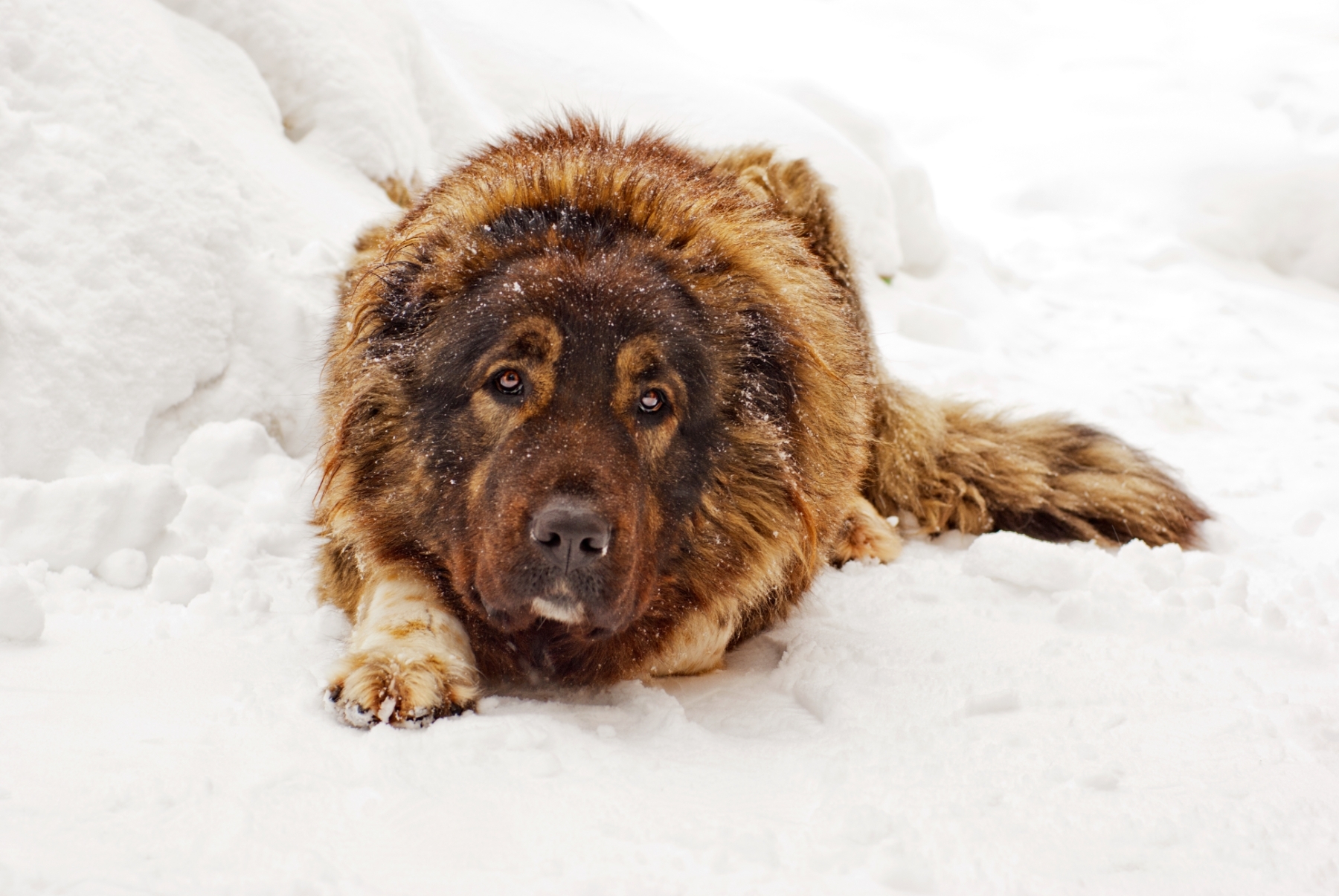 Kaukázusi juhászkutya fekszik a hóban