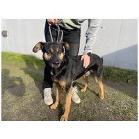 Szultán, négy éves, kan #2