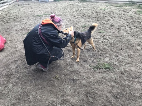 Sajó, 7 éves ivartalanított németjuhász keverék kan