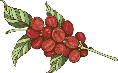 Fella kávéfa rágóbot