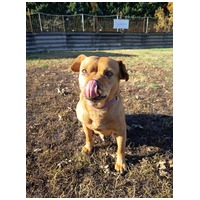 Mochi, 2 éves ivartalanított szuka