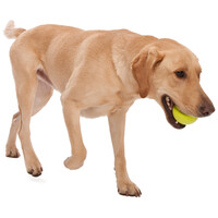 West Paw Jive - Össze-vissza pattogó labda #3