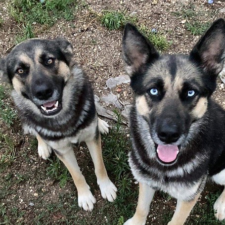 Aby,Maya