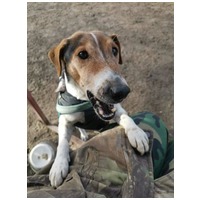 Jack, 7 éves, 42 cm magas, Jack Russell-terrier kan #2