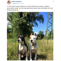 Dado Hypoallergenic Puppy Mini Fish & Rice | Hipoallergén halas táp kistestű kölyökkutyáknak #17