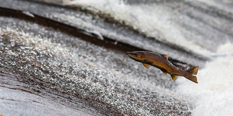 Az omega-3 és omega-6 zsírsavak szerepe a kisállatok étrendjében