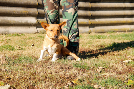 Chino, 7 hónapos keverék kisfiú