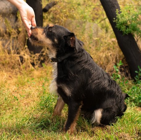 Oli, 2 éves, 47 cm magas, kan