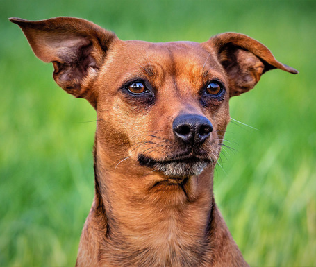 CD Adult Mini | Táp kistestű kutyáknak