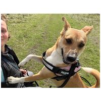 Hajni, 1 éves, közepes méretű, szuka #9