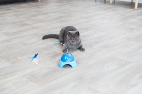 Trixie Catch Me cicajáték