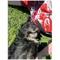 Gáspárka, 6 éves ivartalanított kan #7