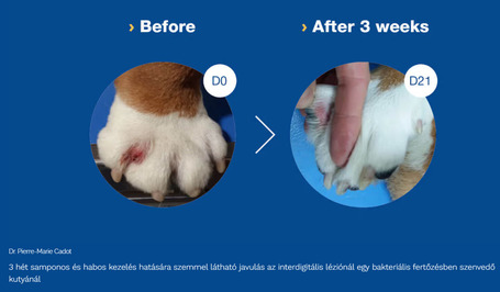 Douxo S3 Pyo sampon kutyáknak és macskáknak