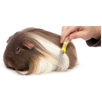 Tengerimalac gondozása vedlés idején