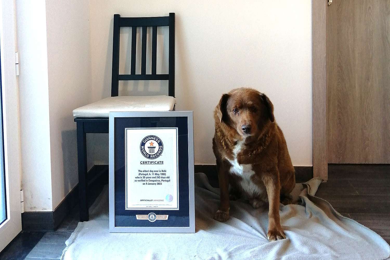 Bobi nevezetű portugál alentejo masztiff, világrekorder életkorú kutya