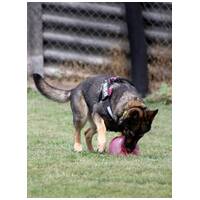 Lady, ivartalanított szuka #18