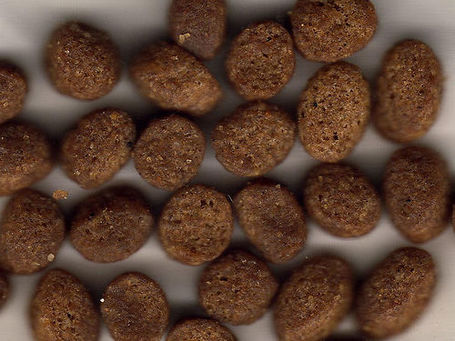 Acana Puppy Large Breed | Eledel nagytestű kölyökkutyáknak