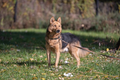 Sajó, 3 éves, 51 cm magas, németjuhász keverék, kan