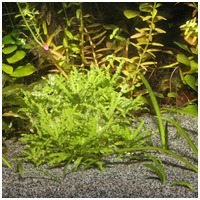 JBL Sansibar Grey természetes akvárium talaj (szürke) #5