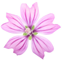 Biogance My Puppy Shampoo - Kölyökkutya sampon #12