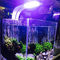 X5 Slim LED fehér-kék fényű kecses világítótest 30-60 cm-es akváriumokhoz