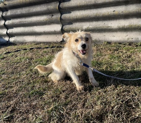 Mangó, egy éves, szuka