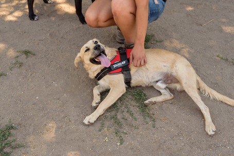 Mutyi, kilenc hónapos, kan