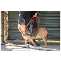 Ranger, ivartalanított kan, 9 éves #4