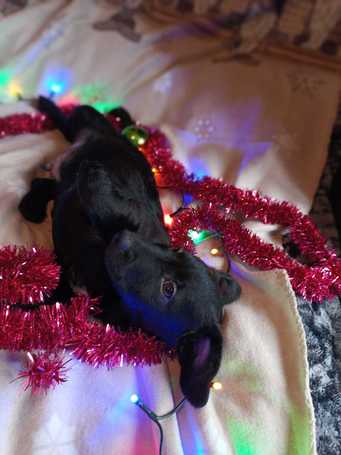 Oszi, kölyök kutyus, kan