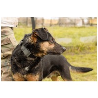 Szultán, négy éves, kan #4