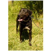 Eperke, 5 éves, 47 cm magas, szuka #4