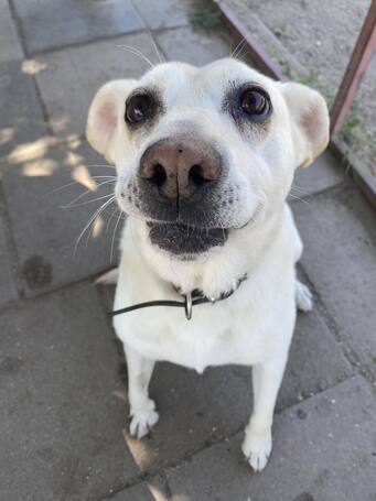 Amy, ivartalanított szuka kutyus