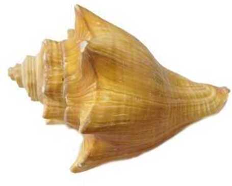 Nagy méretű csigaház, kagyló