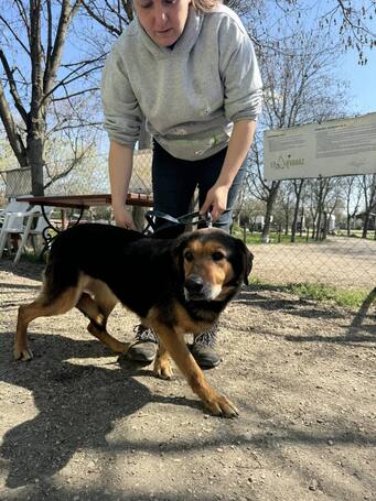 Bözsi, a 10 éves idős hölgy