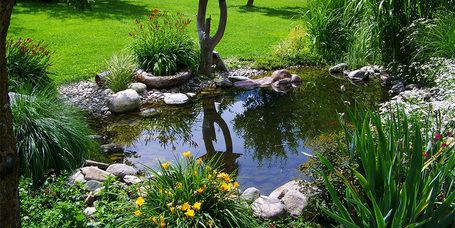 Kerti tó építése és karbantartása